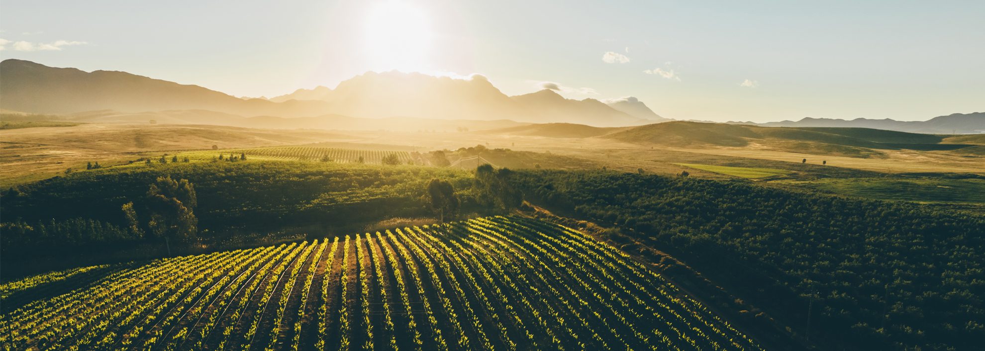 Robertson Vineyards